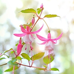 bellenplant-fuchsia-cultivars-leonita-leonita-rose-whites