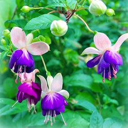 bellenplant-fuchsia-cultivars-leonita-leonita-white-blues