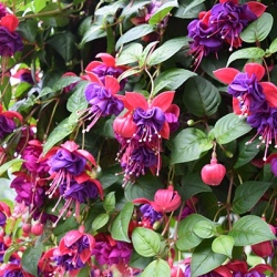 bellenplant-fuchsia-pink-blue-double
