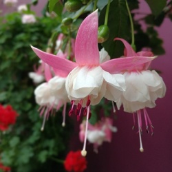 bellenplant-fuchsia-white-pink