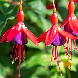bellenplant-winterhard--fuchsia-hybride-mrs-popple