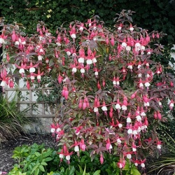 bellenplant-winterhard-fuchsia-lady-thumb