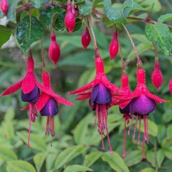 bellenplant-winterhard-fuchsia-tom-thumb