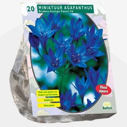 berg_lelie_brodiaea-fabiola-per-20