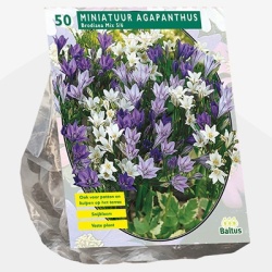 berg_lelie_brodiaea-mix-per-50