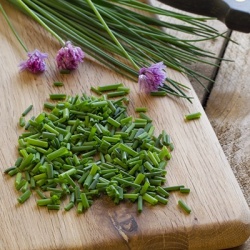 bieslook-allium-schoenoprasum