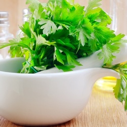 bladpeterselie--italiaanse-peterselie-petroselinum-crispum-var-neapolitanum