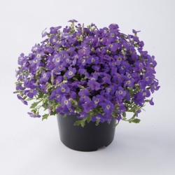 blauwkussen_aubrieta-gracilis-florado-blue-eye