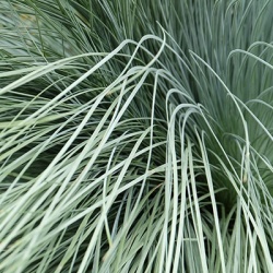 blauwstraalhaver_helictotrichon-sempervirens