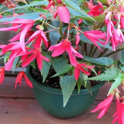 boliviaanse-begonia-begonia-boliviensis-la-paz-f1-roses