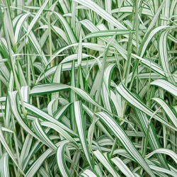 bont_pijpenstrootje_molinia-caerulea-variegata