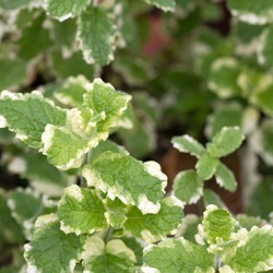 bonte-ananasmunt-mentha-suaveolens-variegata