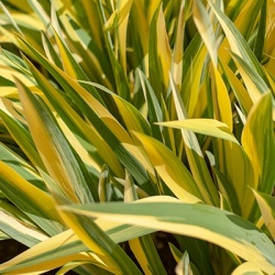 bonte_dwergkalmoes_acorus-gramineus-ogon