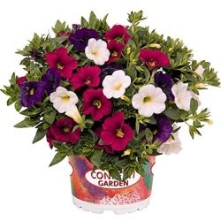 calibrachoa-mix--confetti-garden-hawaiian-nani-country