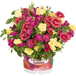 calibrachoa-mix-confetti-garden-aloha-double-mydolly-2021