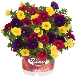calibrachoa-mix-confetti-garden-hawaiian-nani-hilo