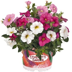 calibrachoa-mix-confetti-garden-hawaiian-pink-fusion