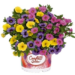 calibrachoa-mix-confetti-garden-hawaiian-summerstar