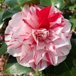camelia_camellia-japonica-bicolor