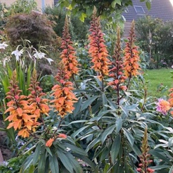 canarisch-vingerhoedskruid-isoplexis-bella