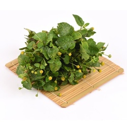 champagneblad-acmella-oleracea