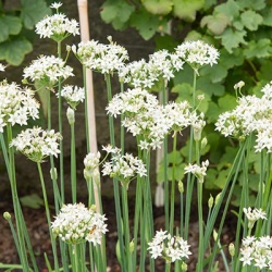chinese-bieslook-allium-tuberosum