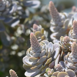 chinese-clownsmuts-orostachys-iwarenge-chinese-hat