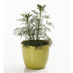 colakruid-ofwel-citroenkruid-artimisia-abrotanum