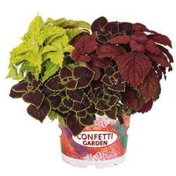 coleus-mix-confetti-garden-trafalgar-square