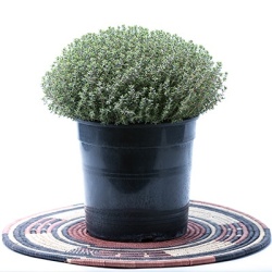 compacte-tijm-thymus-vulgaris-compactus