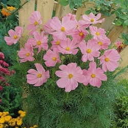 cosmea_cosmos-bipinnatus-symphony-pink