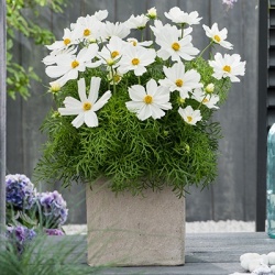 cosmea_cosmos-bipinnatus-symphony-white