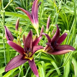 daglelie-hemerocallis-black-arrenhead