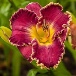 daglelie-hemerocallis-david-kirchhoff