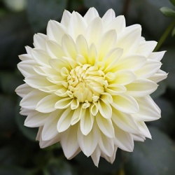 dahlia-dahlia-x-hortensis-lubega-power-whites