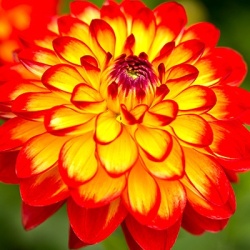 dahlia-dahlia-x-hortensis-lubega-power-yellow-oranges