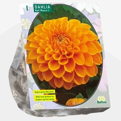 dahlia_dahlia-ball-maarn-per-1