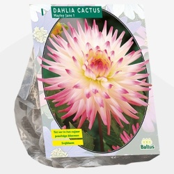 dahlia_dahlia-cactus-hayley-jane-per-1