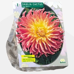 dahlia_dahlia-cactus-star-elite-per-1