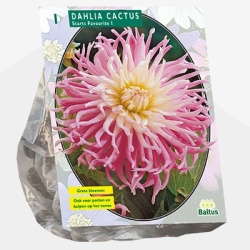 dahlia_dahlia-cactus-stars-favourite-per-1