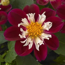 dahlia_dahlia-coccinea-dahlietta-surprise-becky