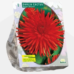 dahlia_dahlia-dahlia-cactus-bergers-record-per-1