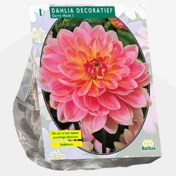 dahlia_dahlia-decoratief-gerry-hoek-per-1