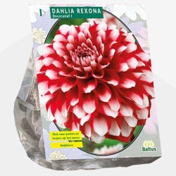 dahlia_dahlia-decoratief-rexona-per-1