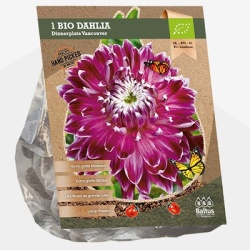 dahlia_dahlia-dinnerplate-vancouver-bio-per-1
