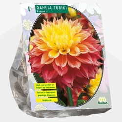 dahlia_dahlia-fubiki-kogane-per-1