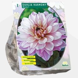 dahlia_dahlia-harmony-per-1