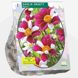 dahlia_dahlia-mignon-smarty-per-1