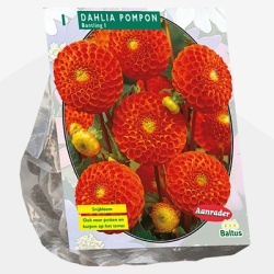 dahlia_dahlia-pompon-bantling-per-1