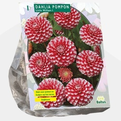 dahlia_dahlia-pompon-little-william-per-1